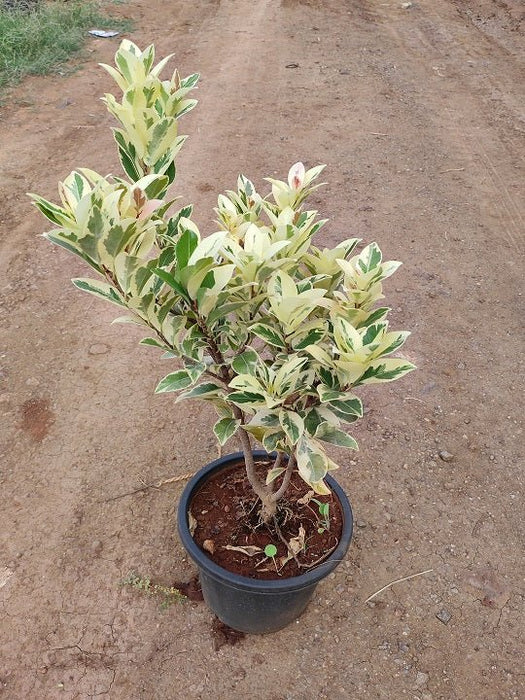 Ficus Starlight Plant in 10 inch (25 cm) Pot - Nurserylive Pune