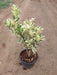 Ficus Starlight Plant in 10 inch (25 cm) Pot - Nurserylive Pune