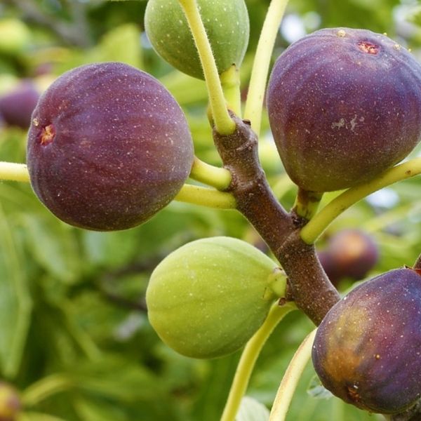 Fig Tree, Anjeer Fruit, Common Fig Fruit - Plant - Nurserylive Pune