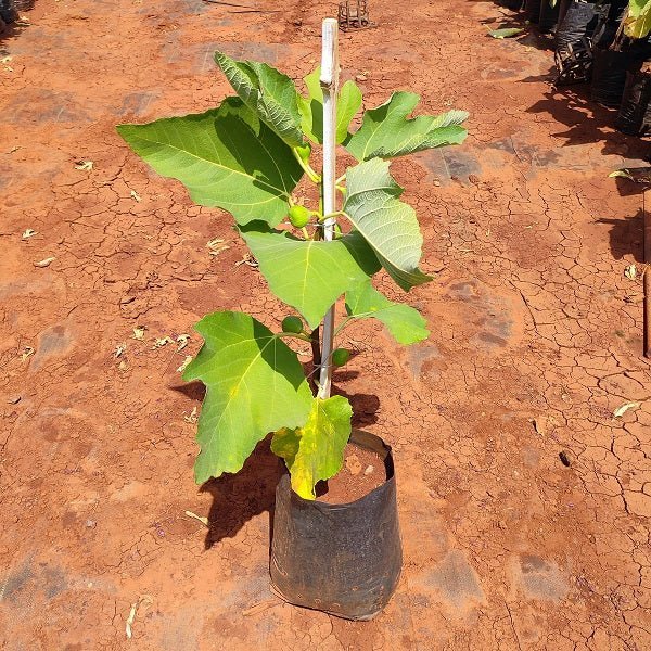 Fig Tree, Anjeer Fruit, Common Fig Fruit - Plant - Nurserylive Pune