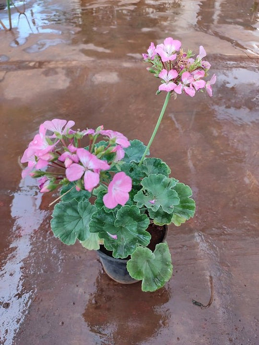 Geranium (Pink) - Plant in 5 inch (13 cm) Pot - Nurserylive Pune