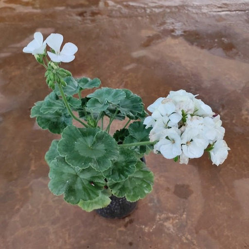 Geranium (White) - Plant in 5 inch (13 cm) Pot - Nurserylive Pune