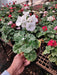 Geranium (White) - Plant in 5 inch (13 cm) Pot - Nurserylive Pune