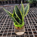Golden Sansevieria Plant with Hydroponic Pot - Nurserylive Pune