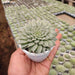 Graptoveria ‘Silver Star’ Succulent Plant in 3 inch (8 cm) Pot - Nurserylive Pune