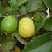 Guava Tree, Amrud, Psidium guajava (Grown through seeds) - Plant - Nurserylive Pune