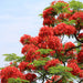 Gulmohar Tree, Delonix regia - Plant - Nurserylive Pune