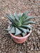 Haworthia limifolia Succulent Plant in 3 inch (8 cm) Pot - Nurserylive Pune