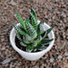 Haworthia margaritifera, Pearl Plant Succulent Plant in 3 inch (8 cm) Pot - Nurserylive Pune