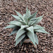 Haworthia Spider White Succulent Plant in 3 inch (8 cm) Pot - Nurserylive Pune