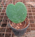 Hoya kerrii, Heart Leaf, Sweetheart Hoya - Succulent Plant - Nurserylive Pune