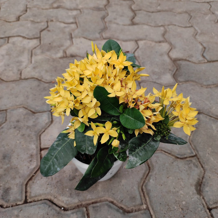 Ixora (Any Color) Plant in 5 inch Pot - Nurserylive Pune