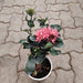 Ixora Mini Dwarf (Pink) Plant in 5 inch Pot - Nurserylive Pune