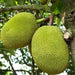 Jack Fruit, Kathal, Artocarpus Heterophyllus (Grown through seeds) - Plant - Nurserylive Pune