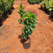Jatropha Red - Plant - Nurserylive Pune