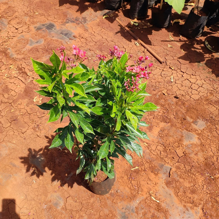 Jatropha Red - Plant - Nurserylive Pune