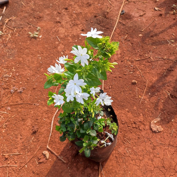 Kagda - Plant - Nurserylive Pune