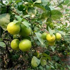 Kagzi Nimboo, Lemon Tree - Plant - Nurserylive Pune