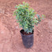 Kamini - Plant - Nurserylive Pune