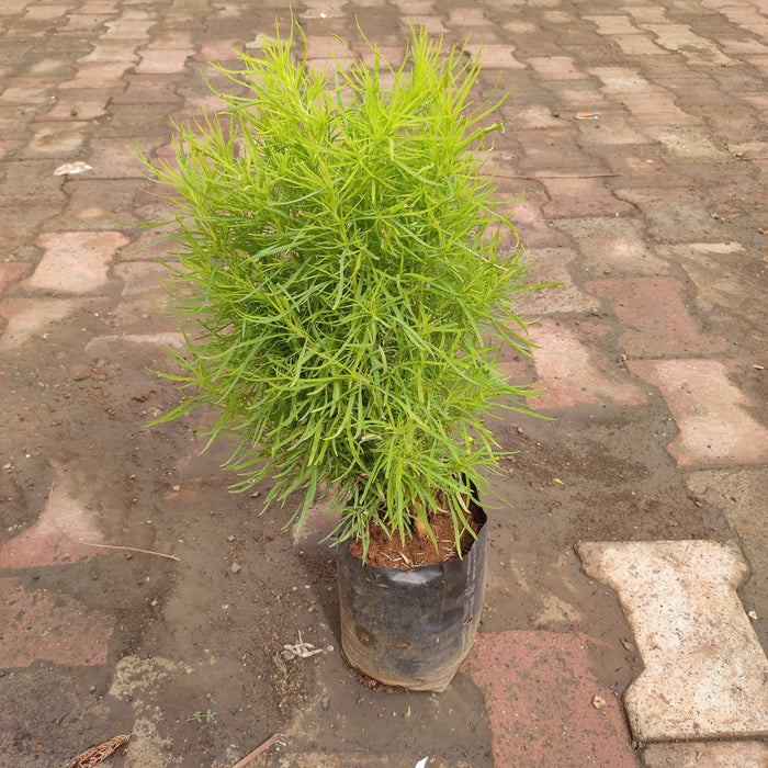 Kochia Plant, Burning Bush - Plant - Nurserylive Pune