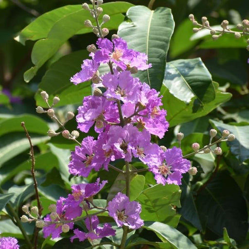 Lagerstroemia Speciosa, Pride of India, Taman - Plant - Nurserylive Pune
