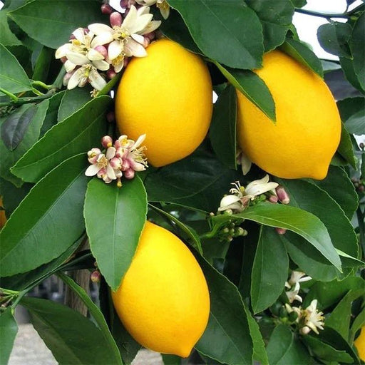 Lemon Tree - Plant - Nurserylive Pune