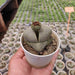 Lithops Succulent Plant in 3 inch (8 cm) Pot - Nurserylive Pune