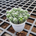 Mammillaria Gracilis Fragilis - Cactus Plant - Nurserylive Pune