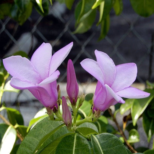 Mandevilla (Purple) - Plant - Nurserylive Pune