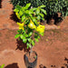 Mandevilla (Yellow) Plant in 8 inch (20 cm) Pot - Nurserylive Pune