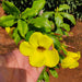Mandevilla (Yellow) Plant in 8 inch (20 cm) Pot - Nurserylive Pune