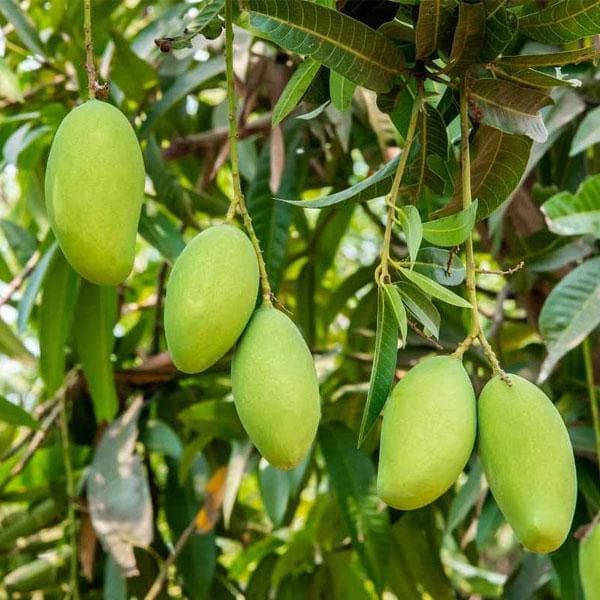 Mango Tree (Kesar, Grafted) - Plant - Nurserylive Pune