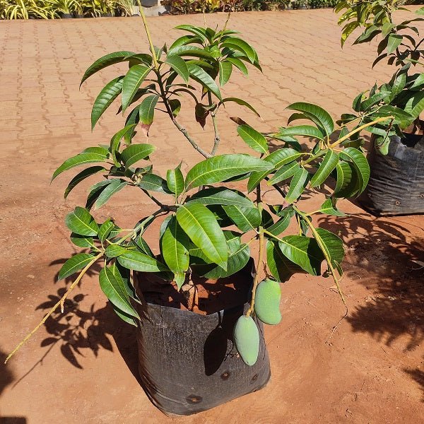 Mango Tree (Totapuri, Grafted) - Plant - Nurserylive Pune
