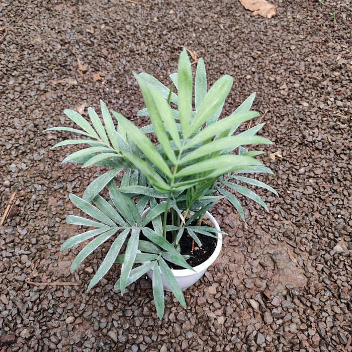 Mini Chamaedorea elegans , Parlour Palm - Plant - Nurserylive Pune