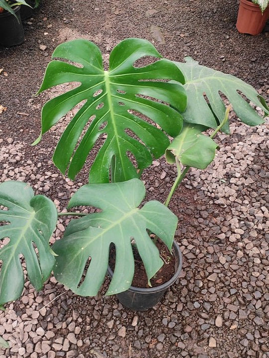 Monstera deliciosa Plant in 8 inch (20 cm) Pot with Moss Stick - Nurserylive Pune