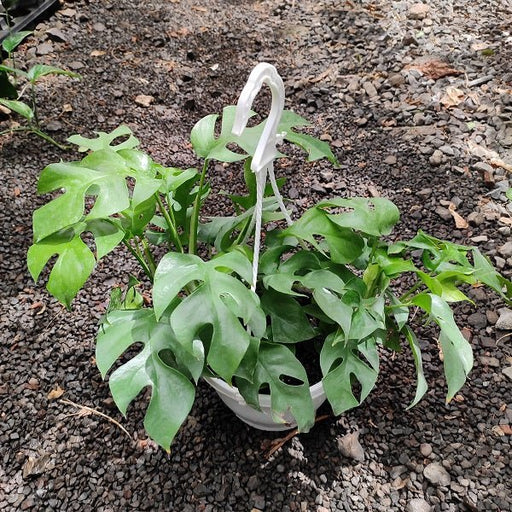 Monstera Minima (Hanging Basket) - Plant - Nurserylive Pune