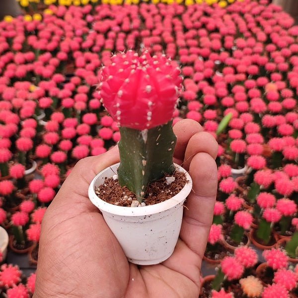 Moon Cactus (Any Color) Cactus - Plant - Nurserylive Pune