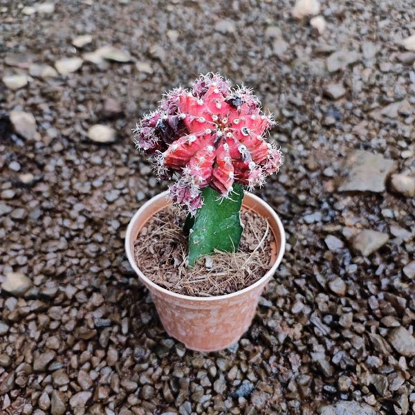 Moon Cactus (Any Color) Cactus - Plant - Nurserylive Pune