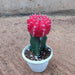Moon Cactus (Grafted, Red) - Cactus Plant in 3 inch (8 cm) Pot - Nurserylive Pune