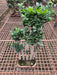 Multi Trunk Ficus Ginseng Bonsai - Plant in 7 inch square bonsai pot - Nurserylive Pune
