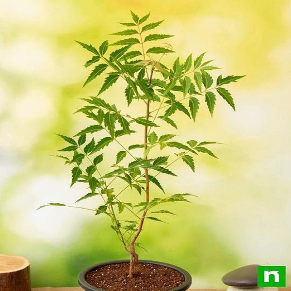 Neem Tree, Azadirachta indica - Plant - Nurserylive Pune
