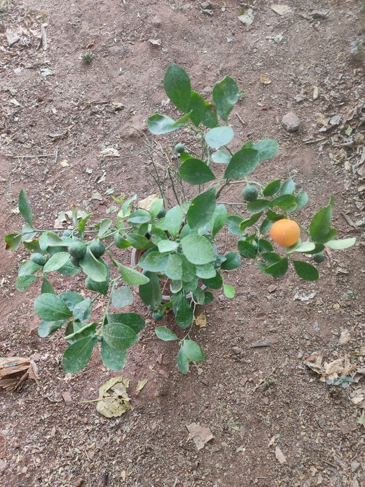 Ornamental Orange Fruit - Plant in 8 inch (20 cm) Pot - Nurserylive Pune