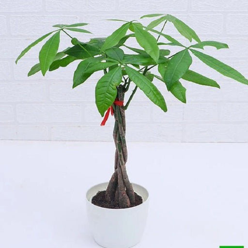 Pachira Five Buds - Plant - Nurserylive Pune