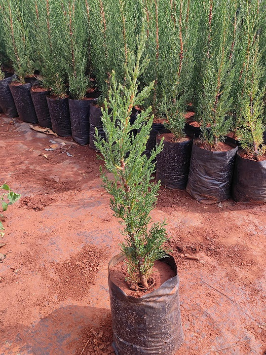 Pencil Pine Cypress, Cupressus sempervirens - Plant