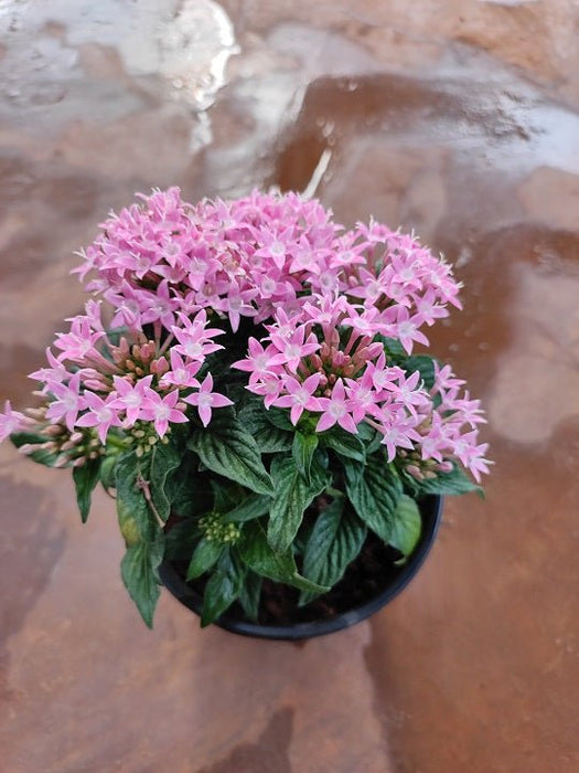 Pentas (Pink) - Plant in 5 inch (13 cm) Pot - Nurserylive Pune