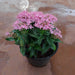 Pentas (Pink) - Plant in 5 inch (13 cm) Pot - Nurserylive Pune