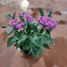 Pentas (Purple) - Plant in 5 inch (13 cm) Pot - Nurserylive Pune