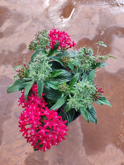 Pentas (Red) - Plant in 5 inch (13 cm) Pot - Nurserylive Pune