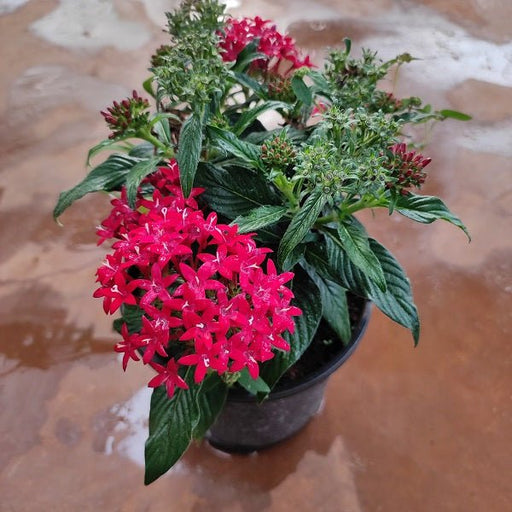 Pentas (Red) - Plant in 5 inch (13 cm) Pot - Nurserylive Pune