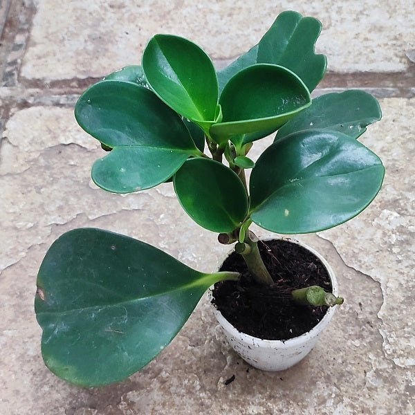 Peperomia Obtusifolia - Succulent Plant - Nurserylive Pune